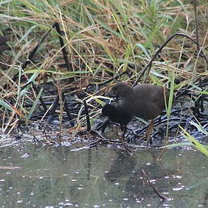 Pale-vented Bush-Hens (Amaurornis moluccana) and chick