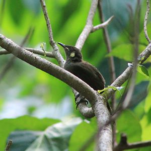 Yellow-spotted Honeyeater (Meliphaga notata)