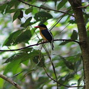 Buff-breasted Paradise Kingfisher (Tanysiptera sylvia)