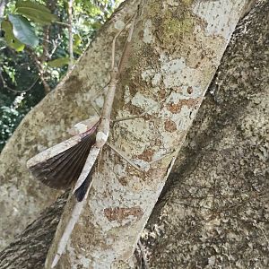 Stick Insect