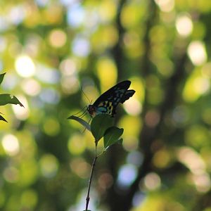 Cairns Birdwing (Ornithoptera euphorion)