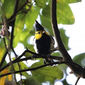 Yellow-cheeked Tit (Machlolophus spilonotus)