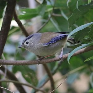 Blue-winged Minla (Actinodura cyanouroptera)
