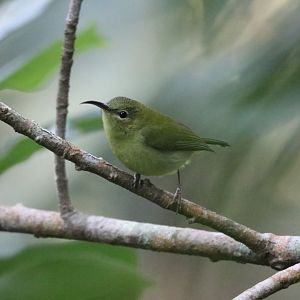 Female Fork-tailed Sunbird (Aethopyga christinae)