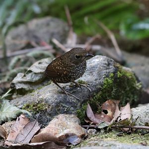 Pygmy Cupwing (Pnoepyga pusilla)