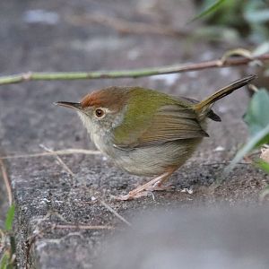 Perfectly Plump Common Tailorbird
