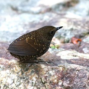 The Tail-less Pygmy Cupwing