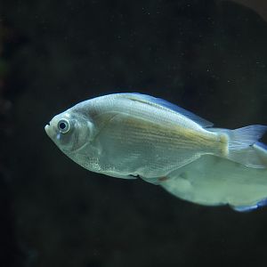 Silver Surfperch