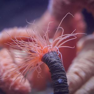 Tube-dwelling Anemone