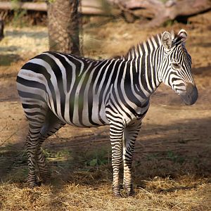 Plain Zebra