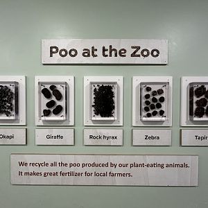 Poo at the Zoo Display