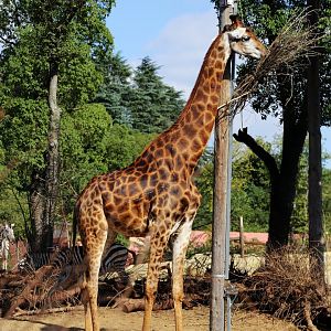 Southern Giraffe