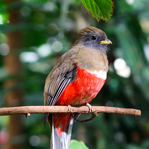 Collared Trogon