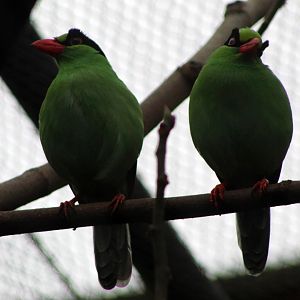 Javan Green Magpies