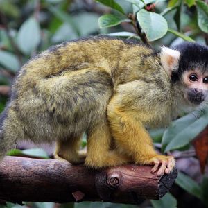 Squirrel Monkey