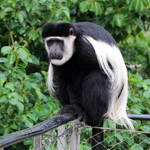 Black-and-White Colobus