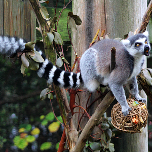 Ring-tailed Lemur