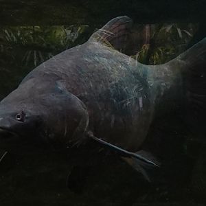 Asian Carp ID