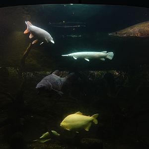 Gardens by the Bay 'Big Fish Aquarium'