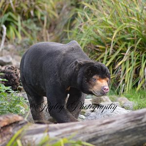 Sun Bear Toni