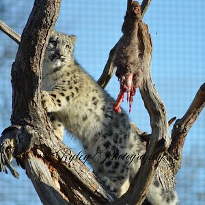 Snow Leopard Cub Bheri