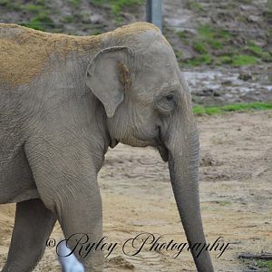 Asian Elephant Minbu