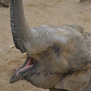Asian Elephant Esha