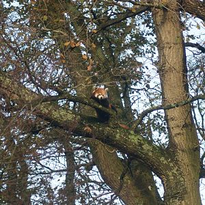 Red Panda (Ailurus fulgens) Female "Cherry"