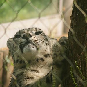 Snow Leopard (Panthera uncia) Male "Warjun"