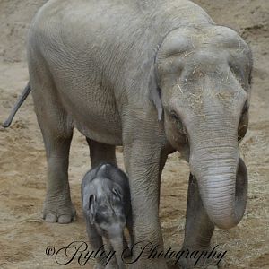 Asian Elephant Tara and Zaiya