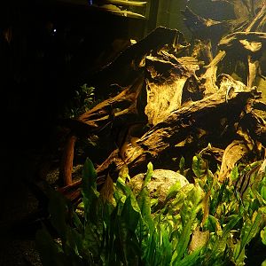 Ancient waters: Angelfish and catfish tank