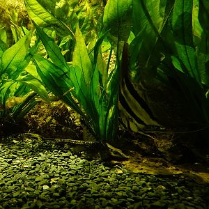 Altum angelfish (Pterophyllum altum) & Royal twig catfish (Sturisomatichthys festivus)