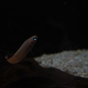 Betta sp, Zoo Negara (Betta livida?)