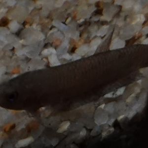 Betta sp, Zoo Negara