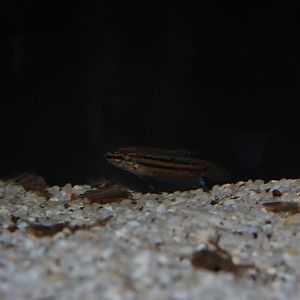 Betta sp, Zoo Negara