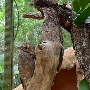 Common potoo - Parque das Aves