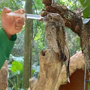 Common potoo - Parque das Aves