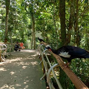 Cecropia aviaries - Parque das Aves