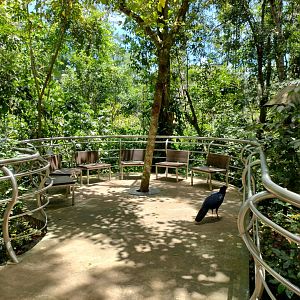Cecropia aviaries - Parque das Aves
