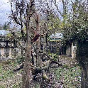 Tropical Asia - Sumatran Orangutan