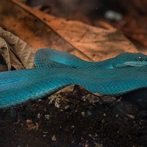 Insular Pit Viper (Trimeresurus insularis)