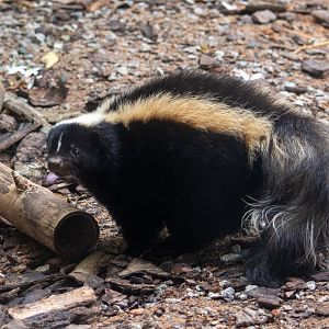 Striped Skunk (Mephitis mephitis)