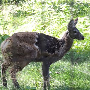 Siberian musk deer