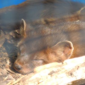 pine marten