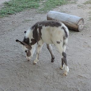 miniature donkey