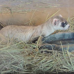 black footed ferret
