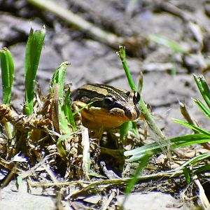 Striped Marsh Frog