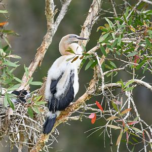 Australasian Darter chick
