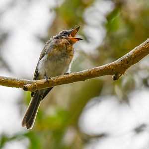 Leaden Flycatcher fledgling