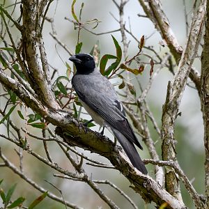 Black-faced Cuckoo-shrike